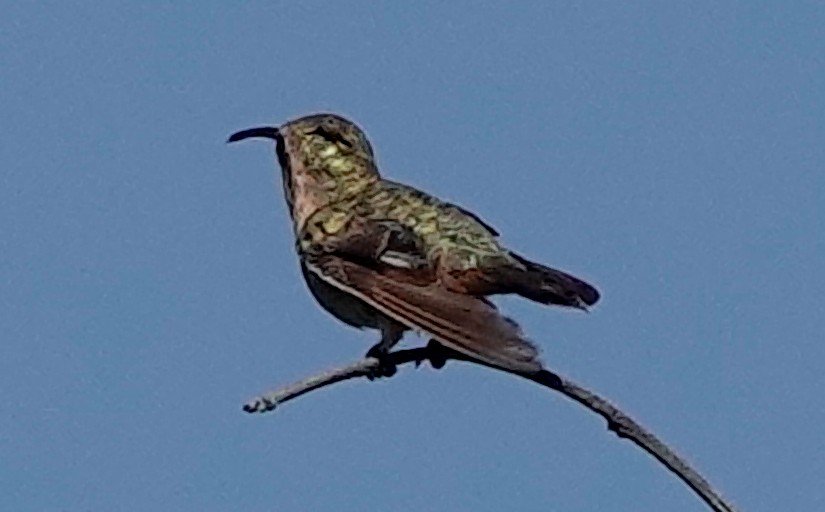 Beautiful Hummingbird - ML611285925