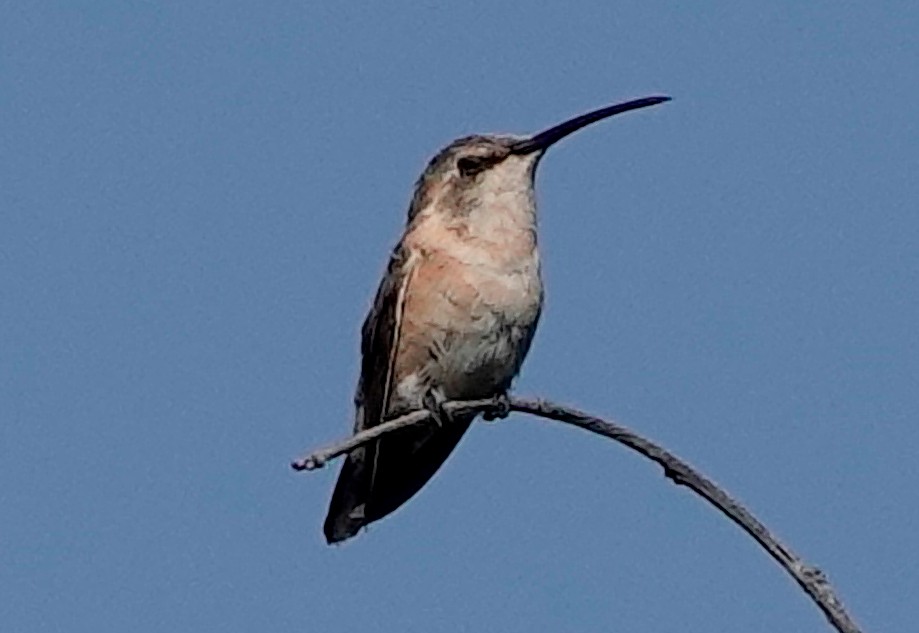 Beautiful Hummingbird - ML611285926
