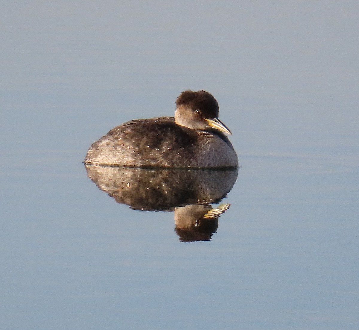 Red-necked Grebe - ML611285932