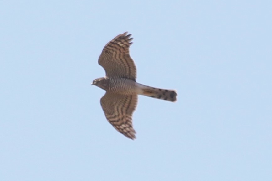 Eurasian Sparrowhawk - ML611286059