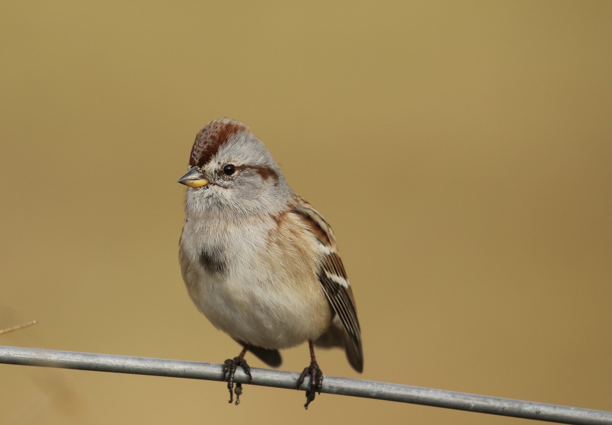American Tree Sparrow - Russ Morgan
