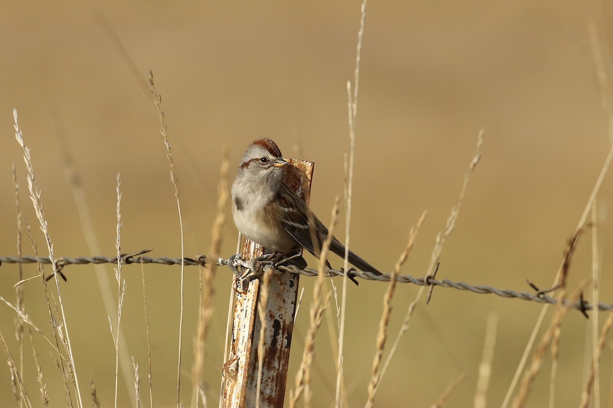 American Tree Sparrow - ML611286278