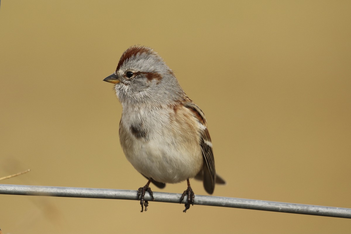American Tree Sparrow - ML611286279