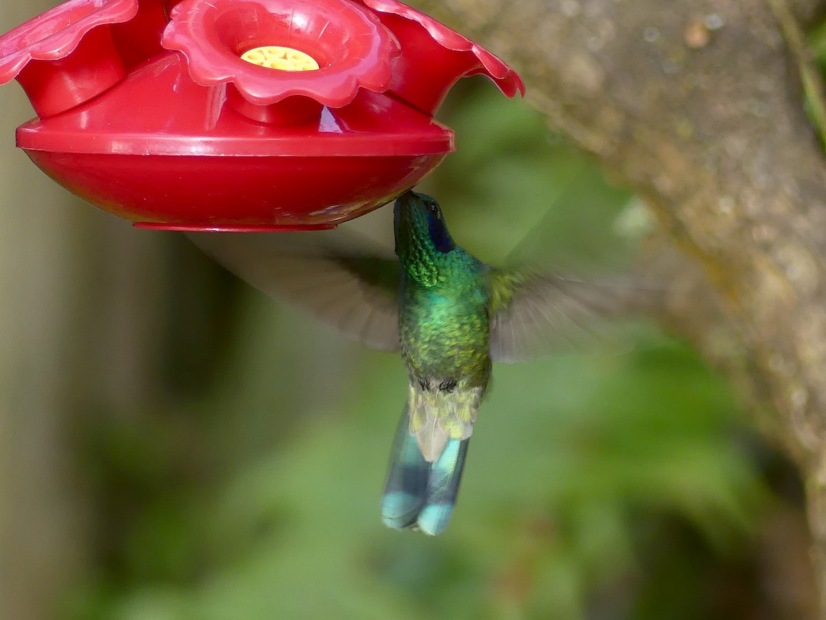 Lesser Violetear - ML611286332