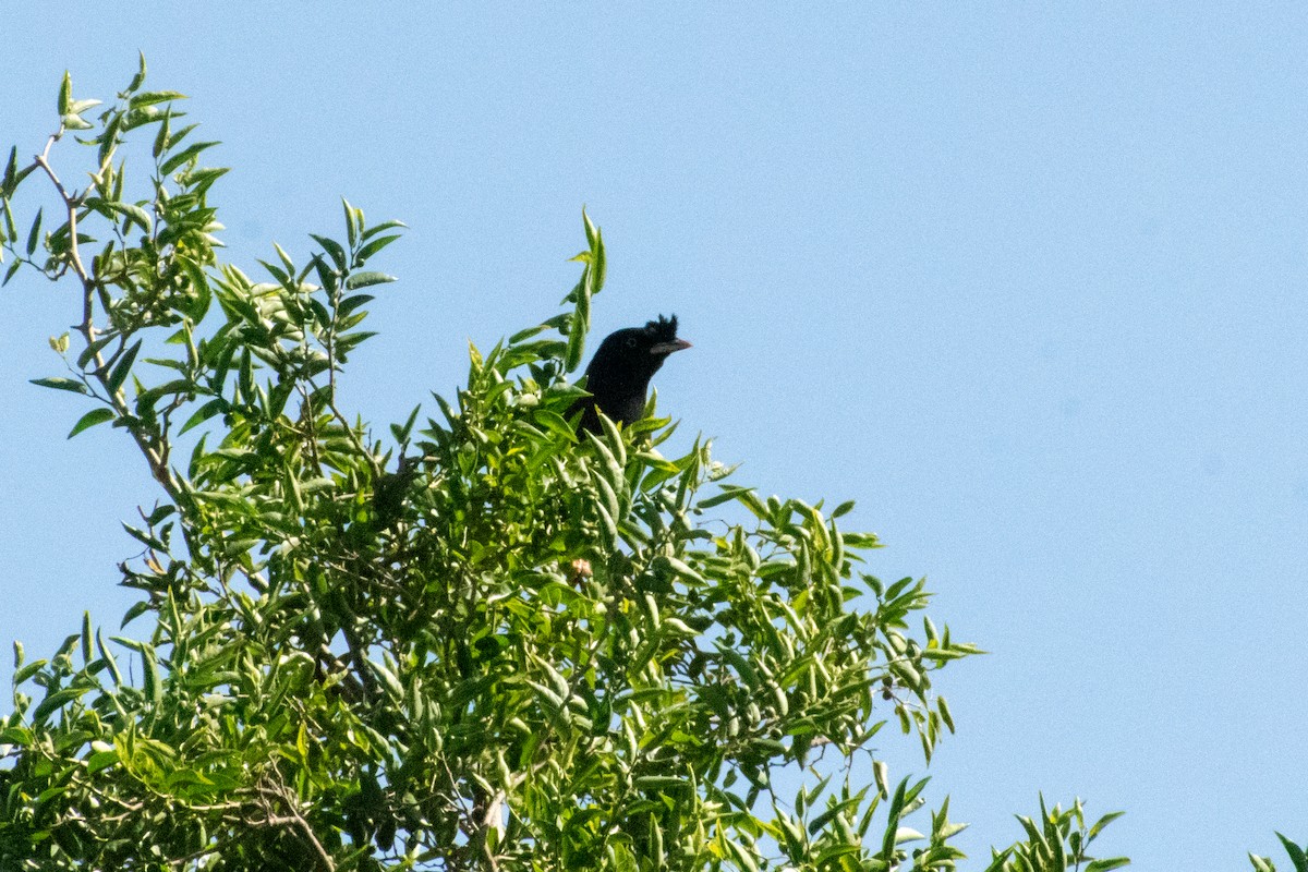 Miná Crestado - ML611286380