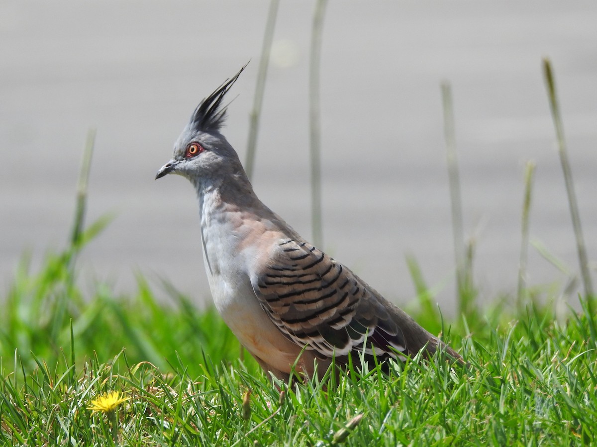 Crested Pigeon - ML611286880