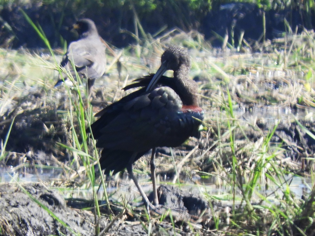 ibis hnědý - ML611287026