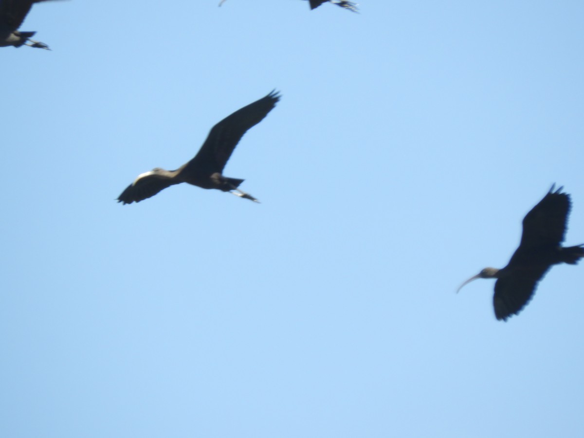 ibis hnědý - ML611287060