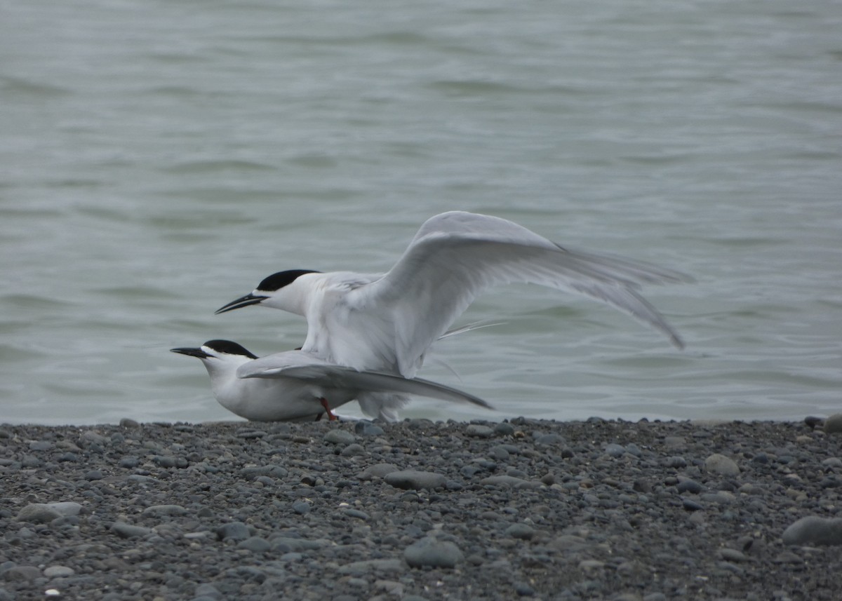 White-fronted Tern - ML611287688