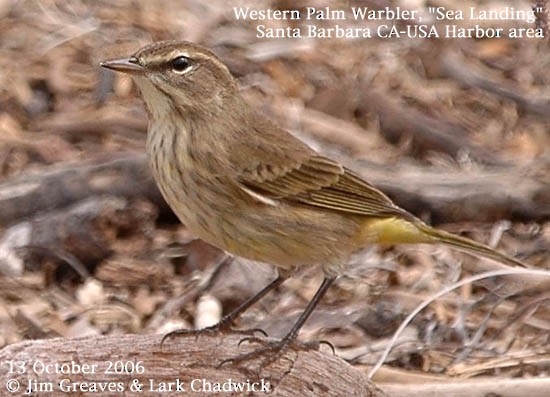 Palm Warbler (Western) - ML611287904
