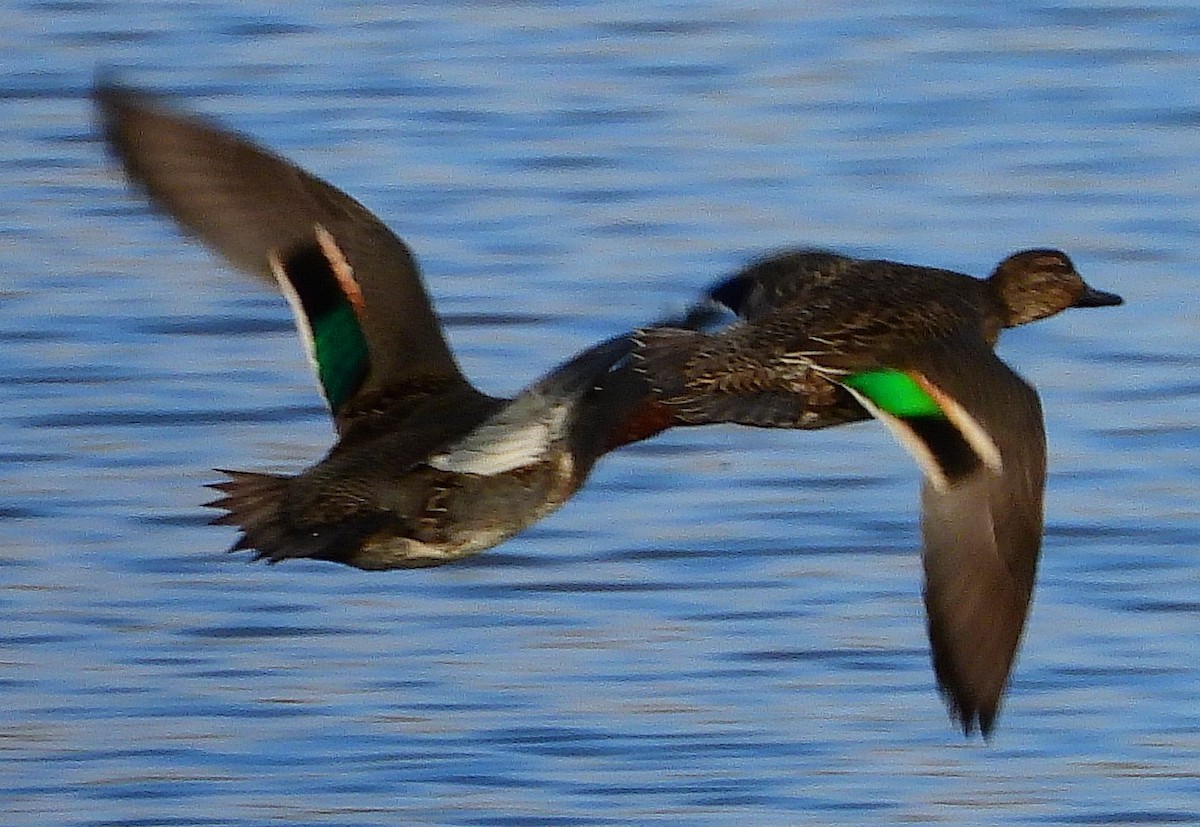 Green-winged Teal - ML611287998