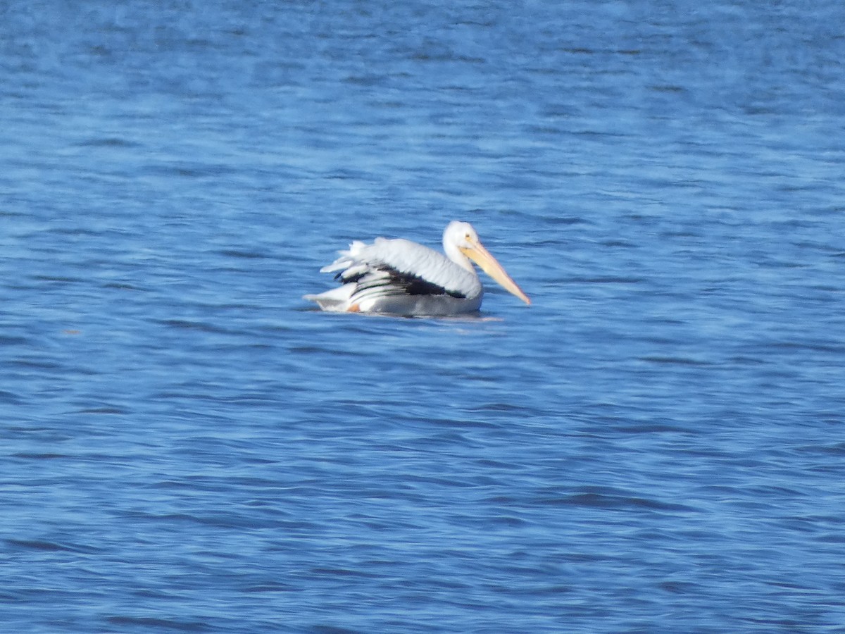 pelikán severoamerický - ML611288511