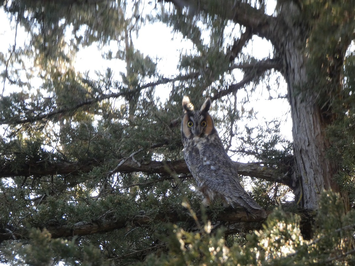 Long-eared Owl - ML611288543