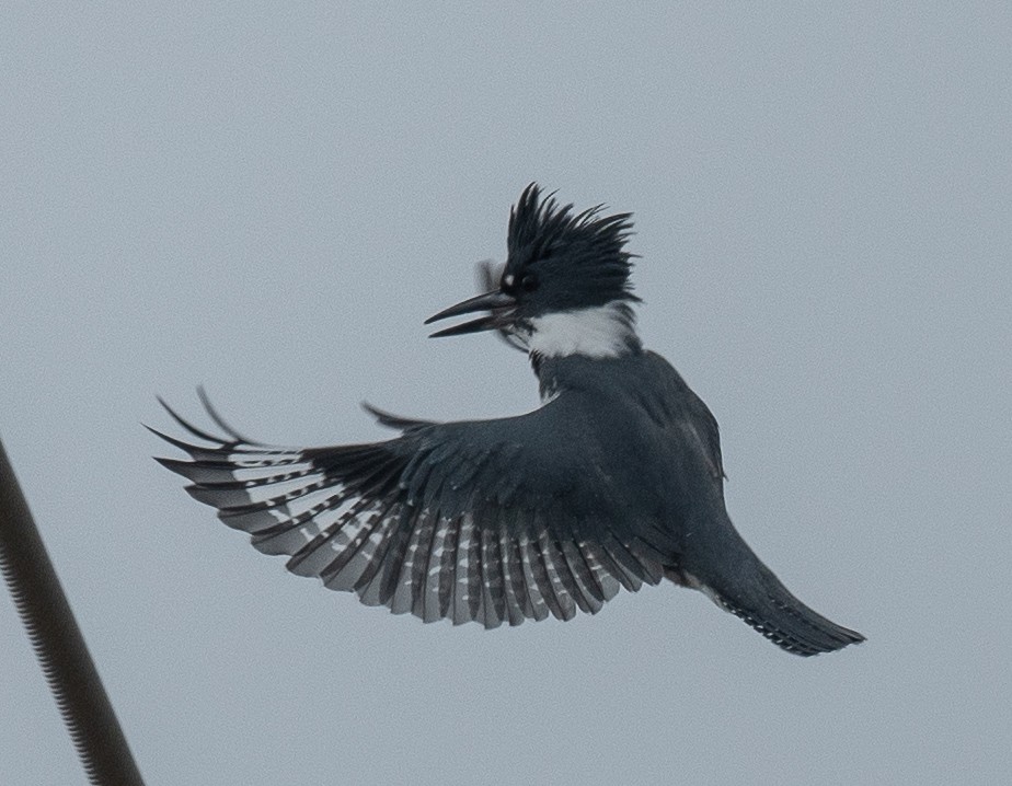 Belted Kingfisher - ML611288585