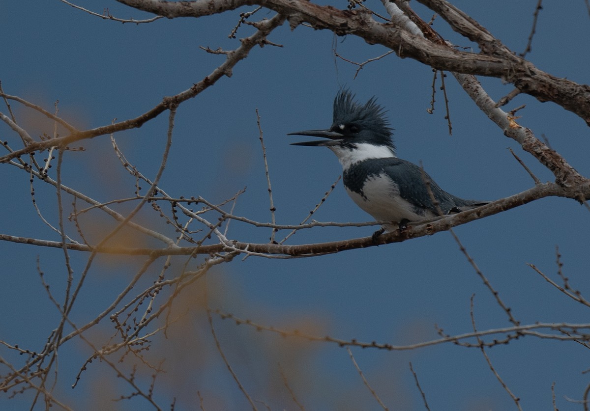 Belted Kingfisher - ML611288586