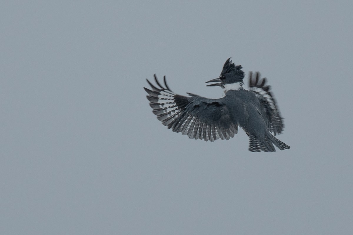 Belted Kingfisher - ML611288596