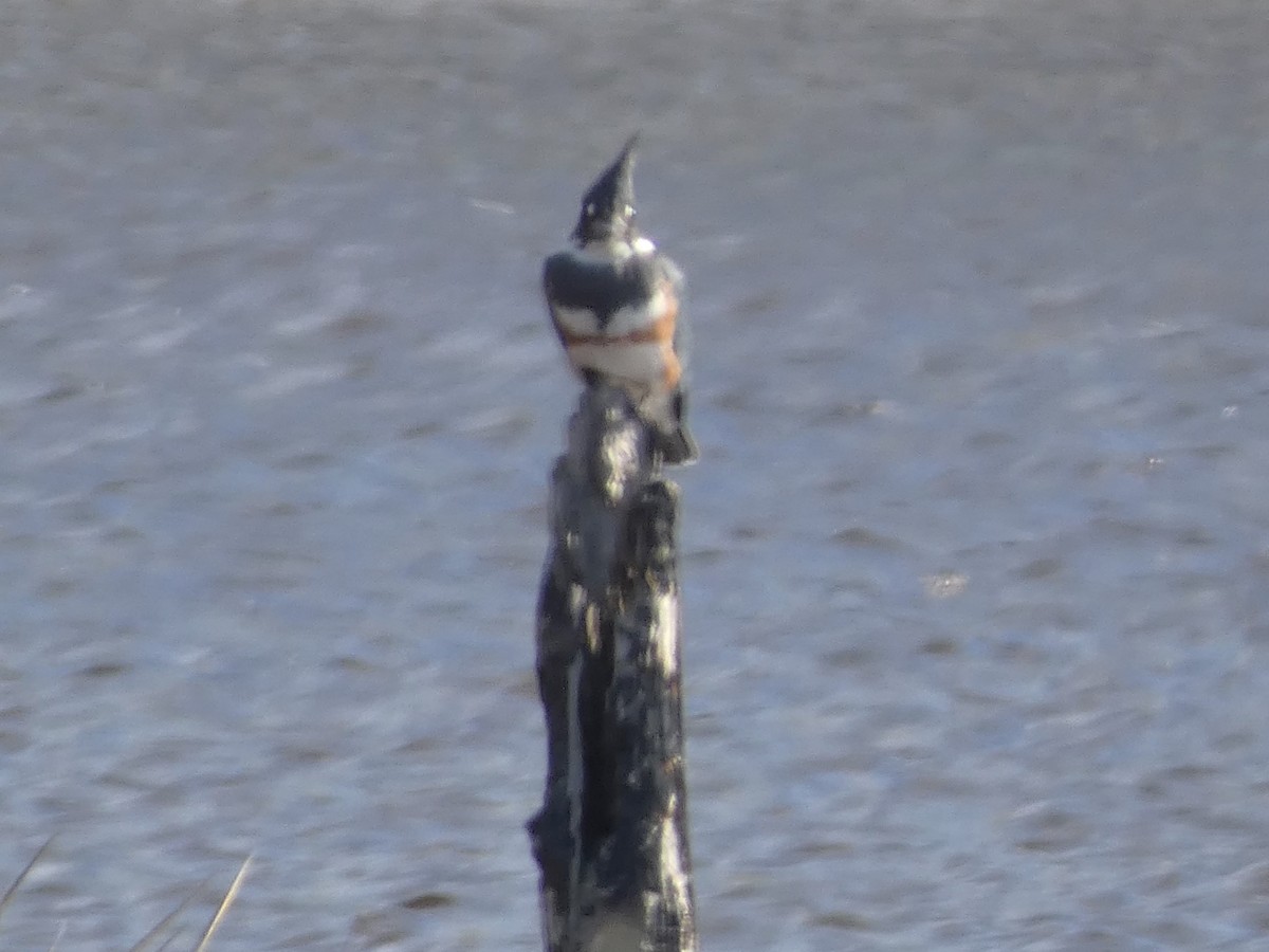 Belted Kingfisher - ML611288630
