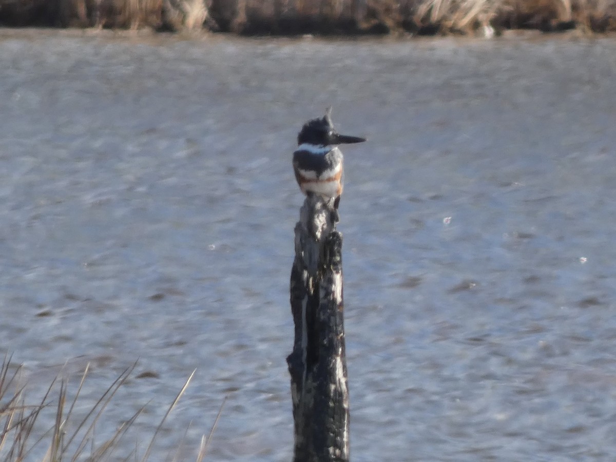Belted Kingfisher - ML611288635