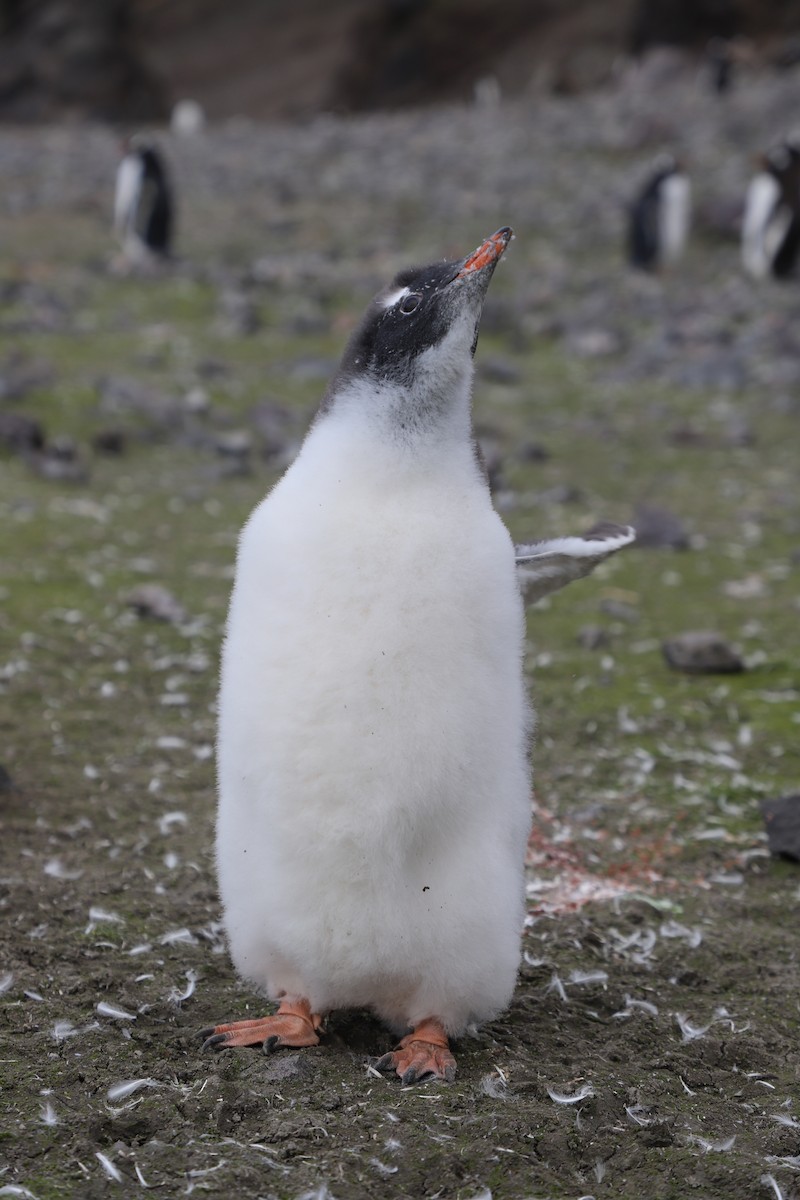 Gentoo Penguin - ML611288661