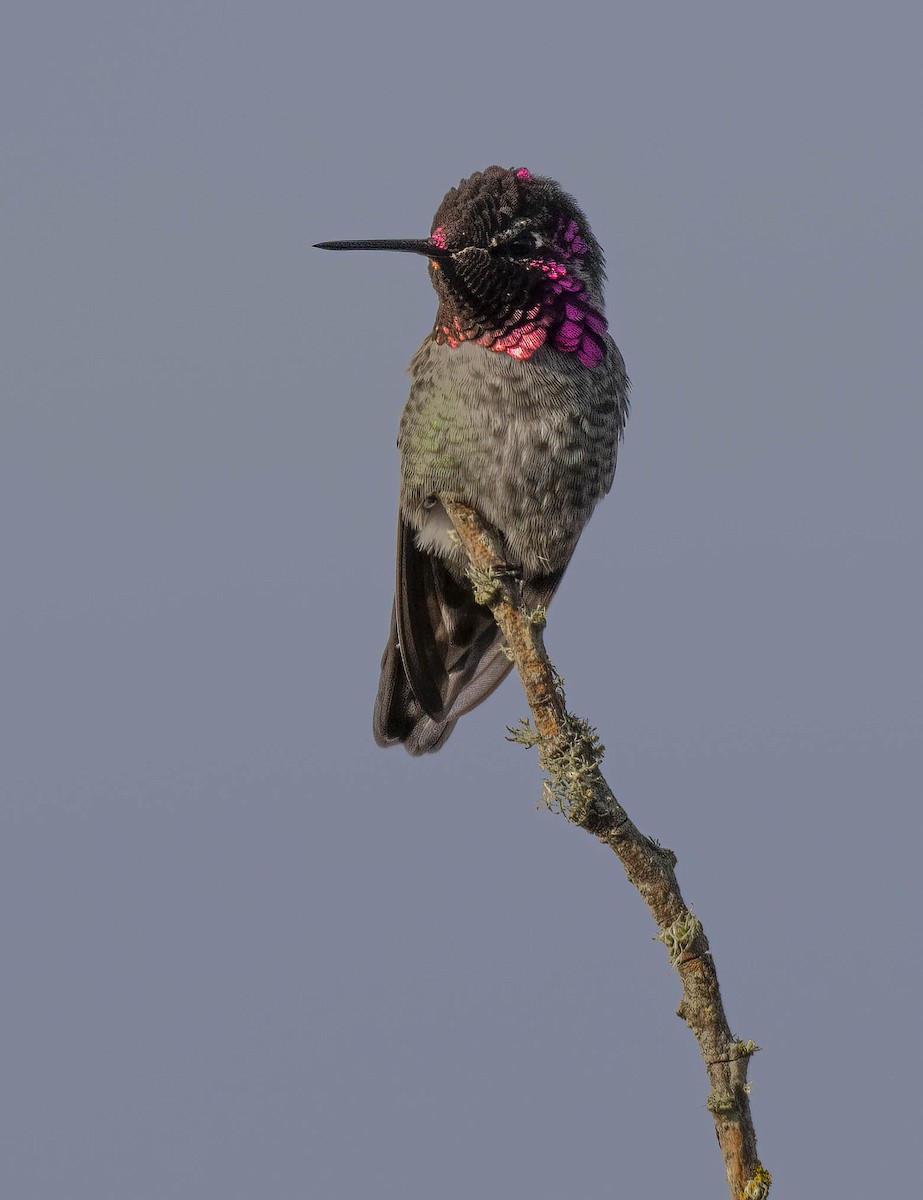Anna's Hummingbird - ML611289449