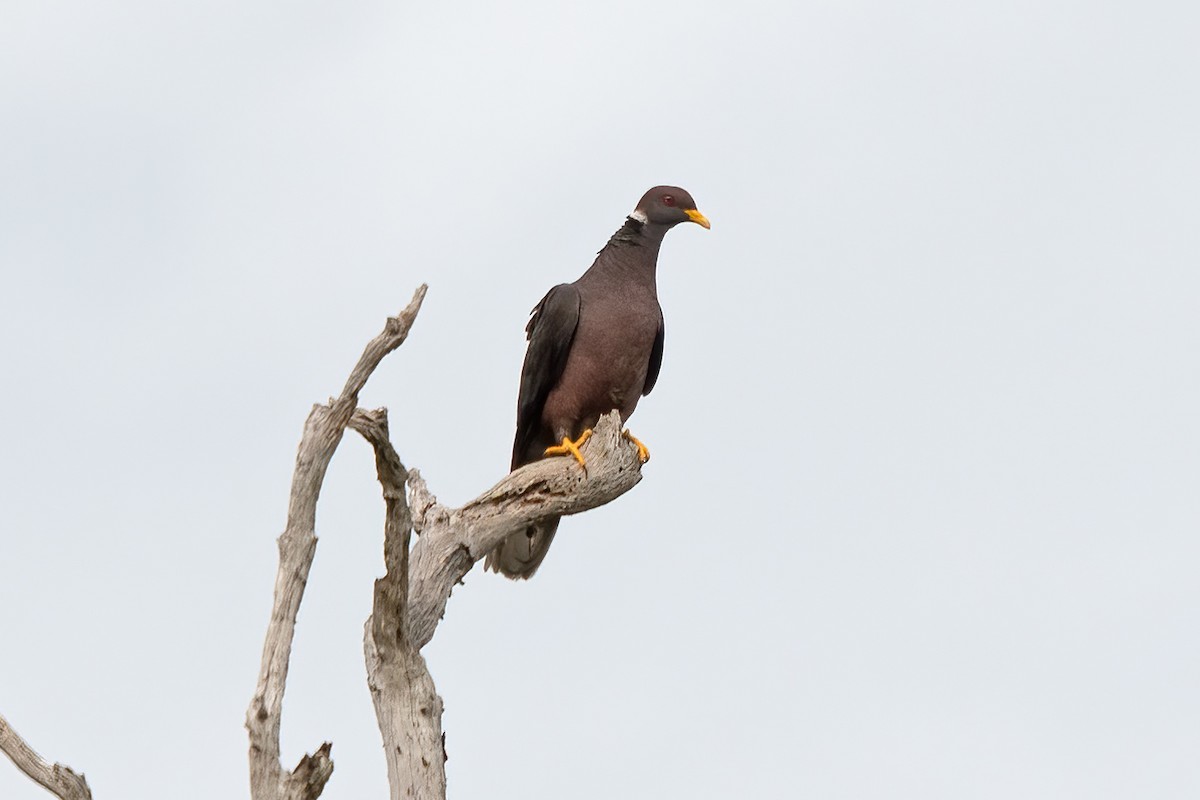 Band-tailed Pigeon - ML611289482