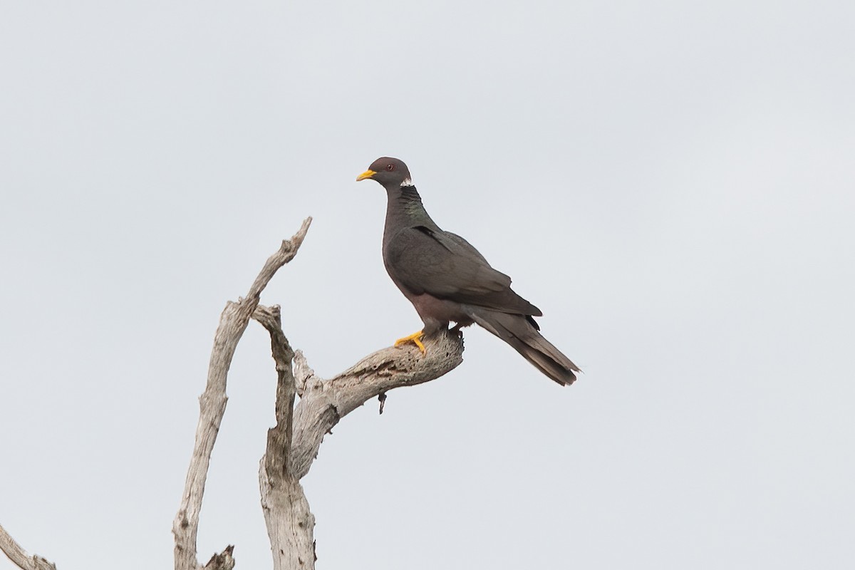 Band-tailed Pigeon - ML611289484