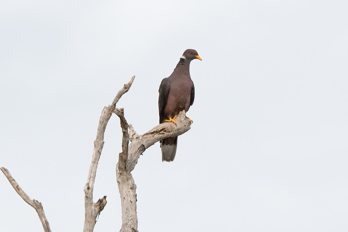 Band-tailed Pigeon - ML611289485