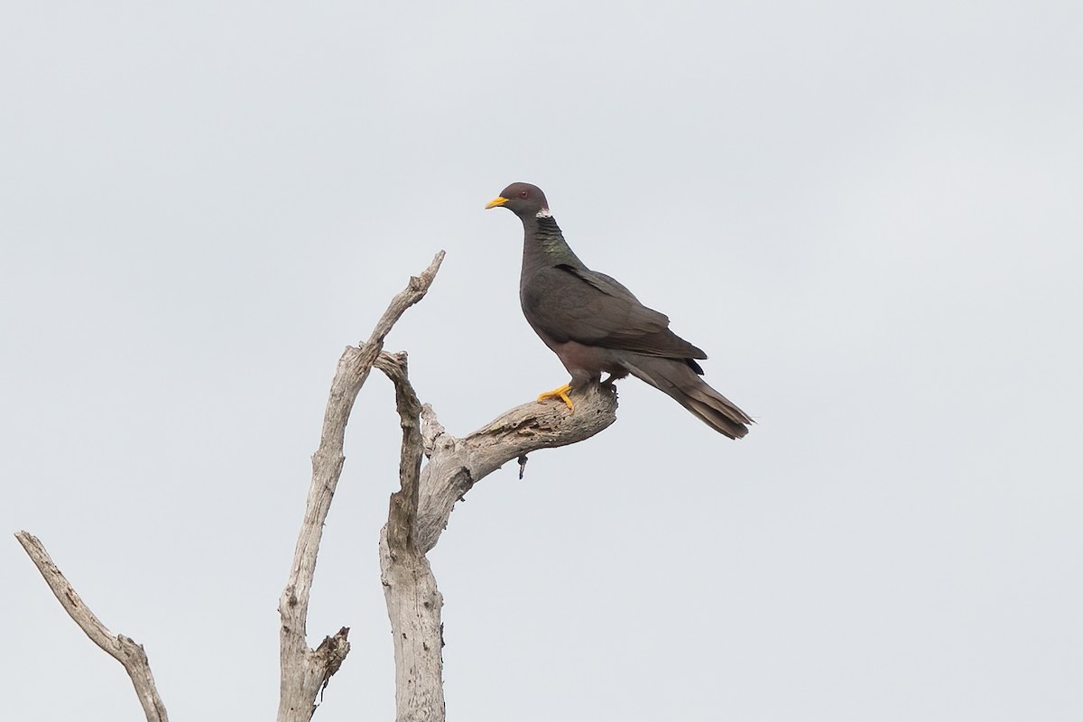 Band-tailed Pigeon - Allen Chartier