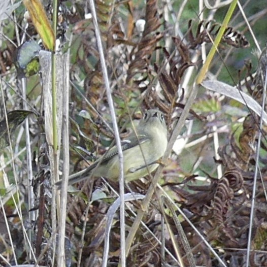 Ruby-crowned Kinglet - Aissa C.