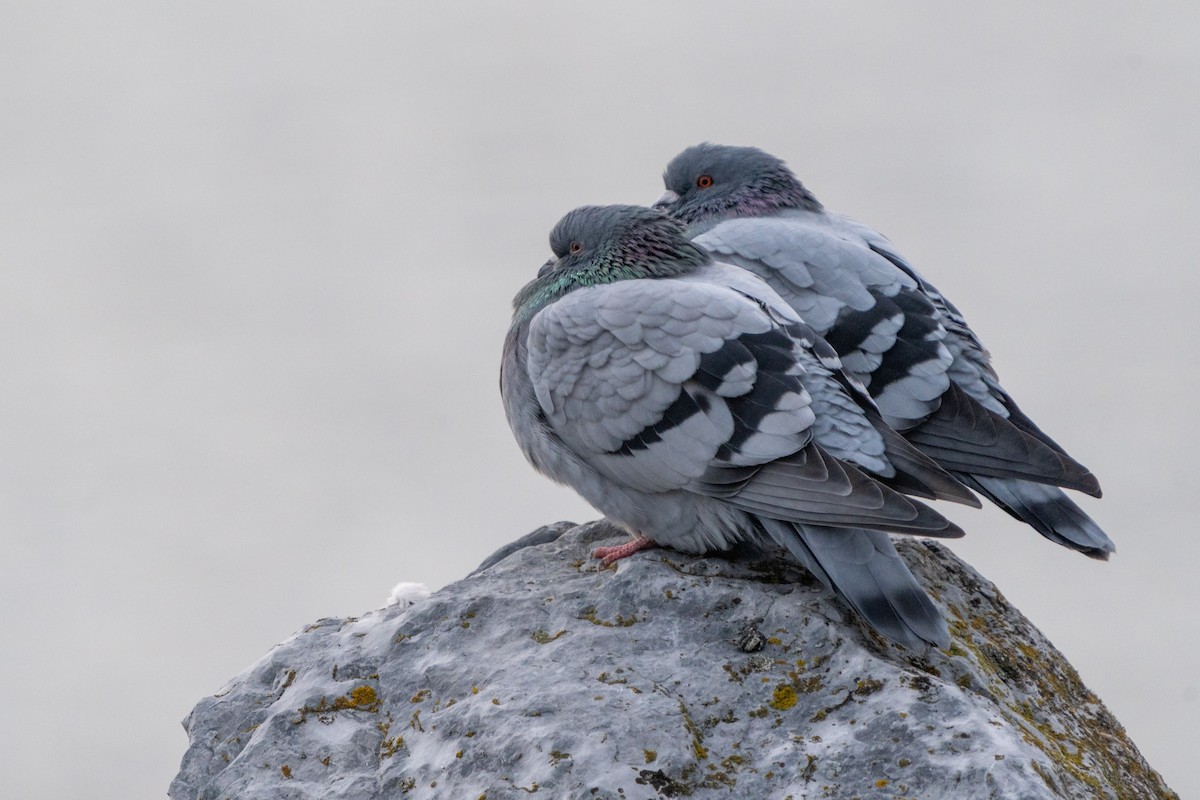Rock Pigeon (Feral Pigeon) - ML611289601