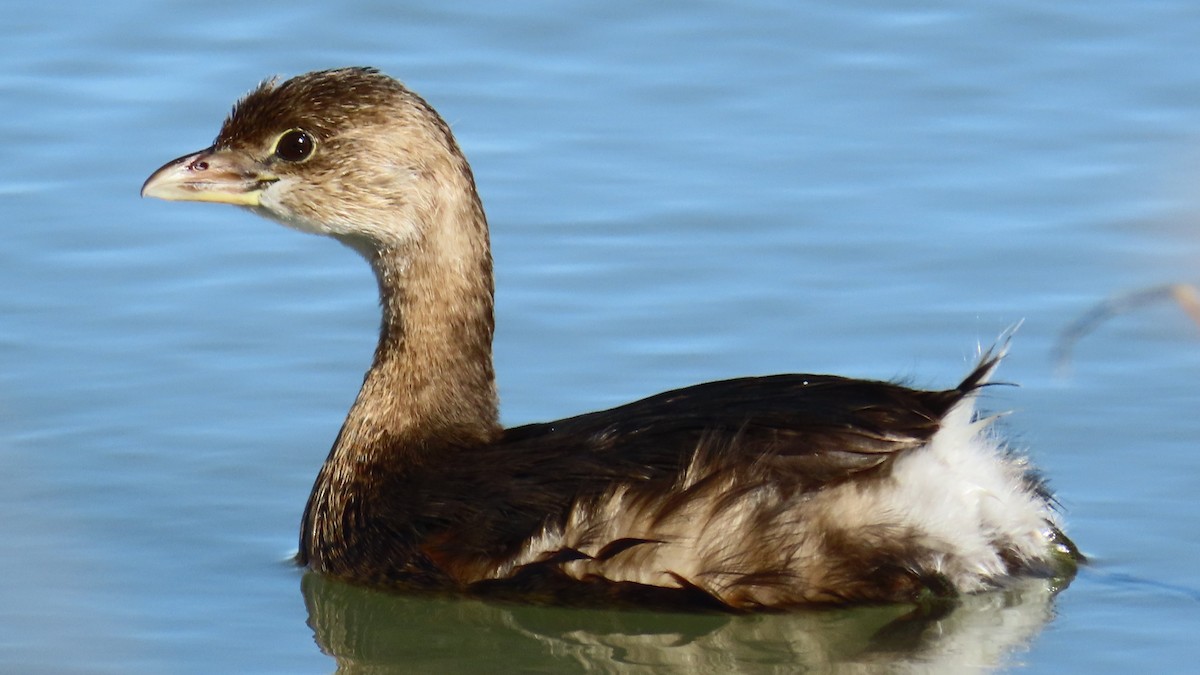 Pied-billed Grebe - Christopher Frick