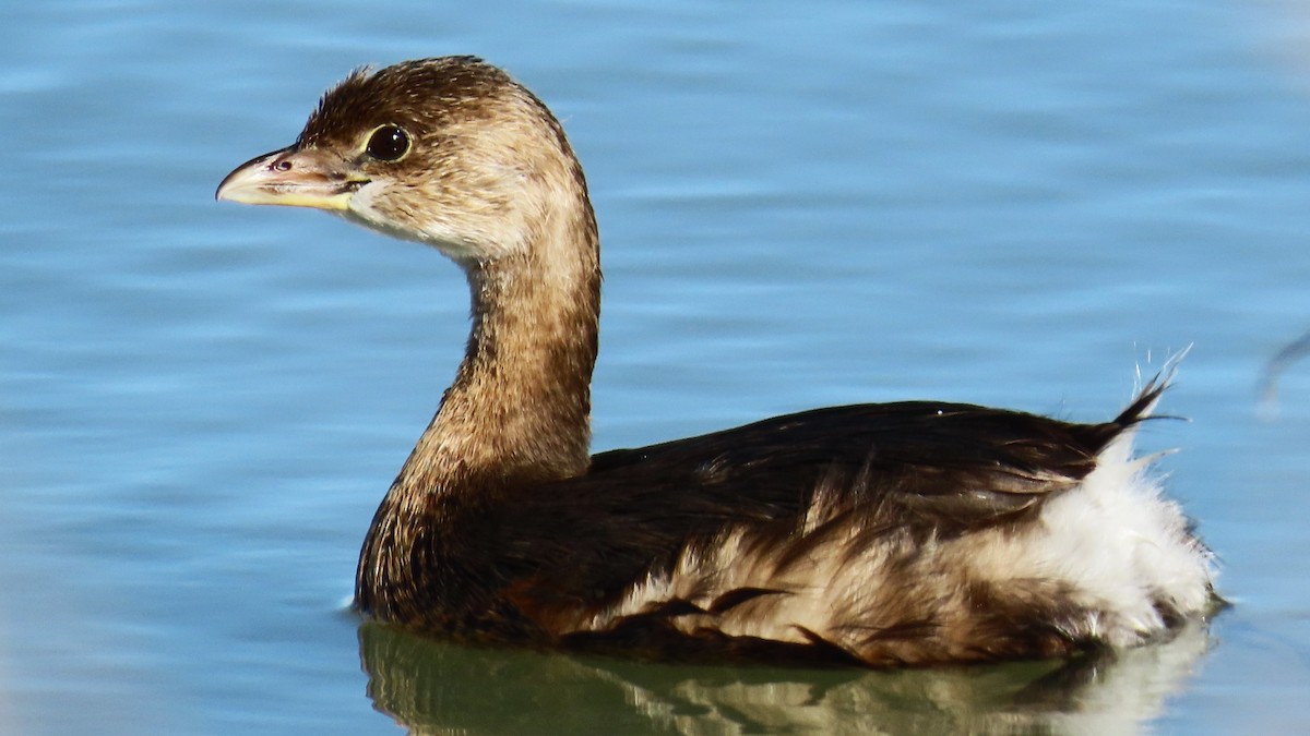 Pied-billed Grebe - Christopher Frick