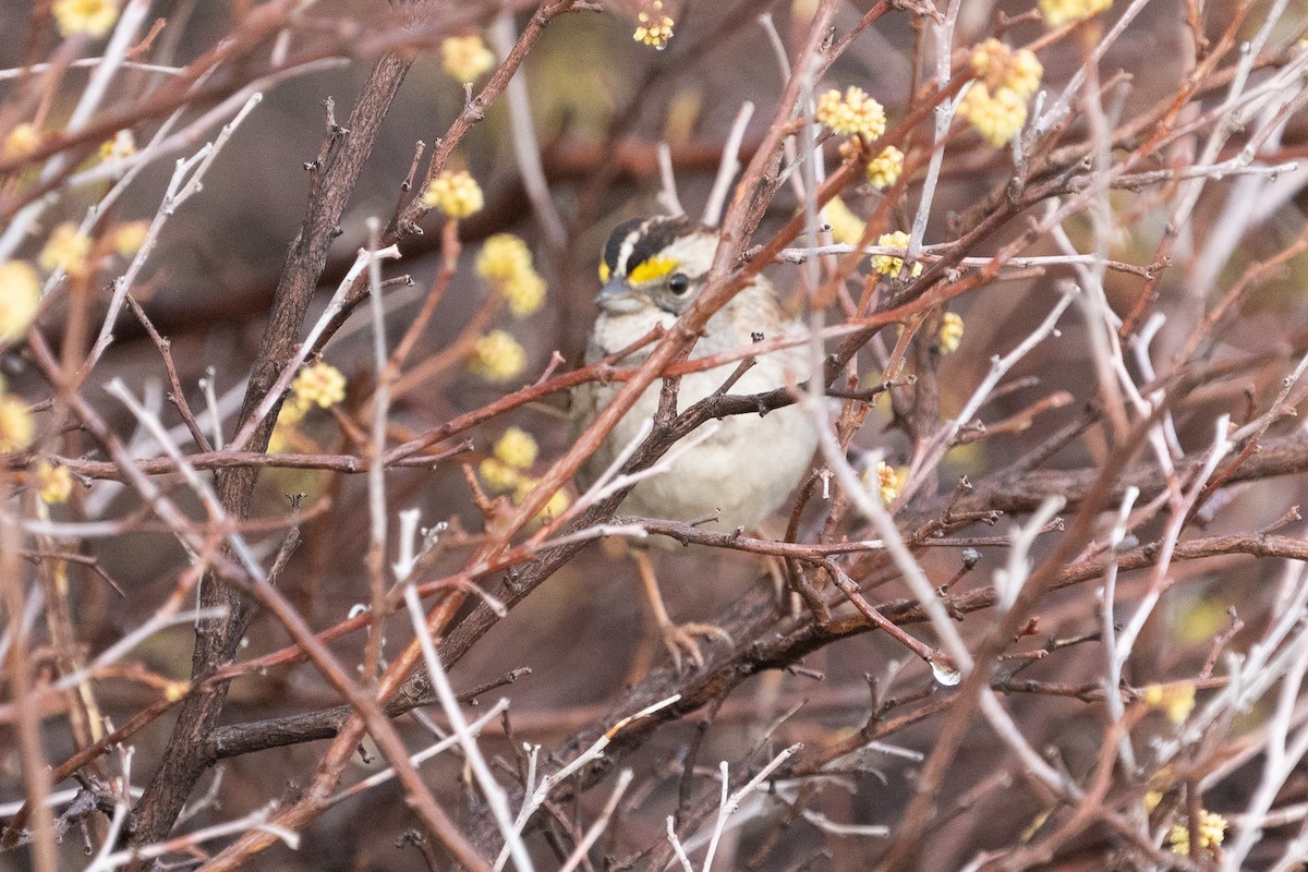 White-throated Sparrow - ML611289710