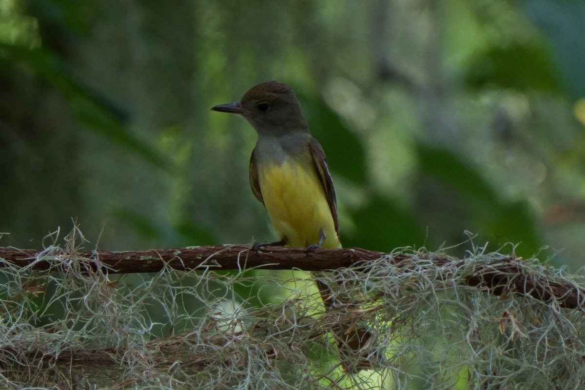 Great Crested Flycatcher - ML611290728