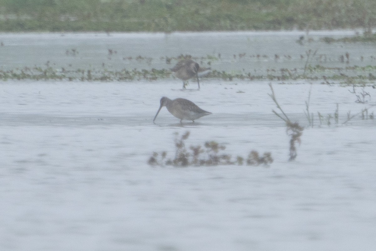 Long-billed Dowitcher - ML611290818
