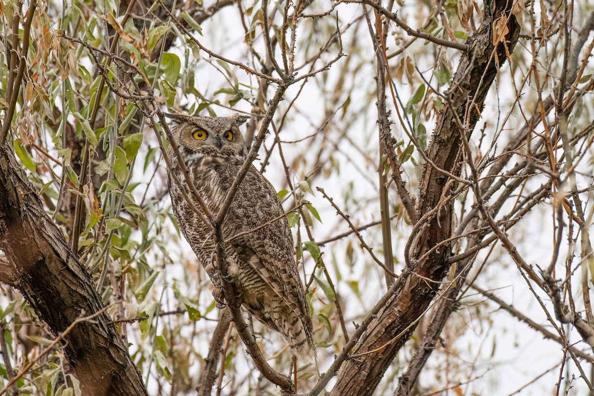 Great Horned Owl - ML611291360