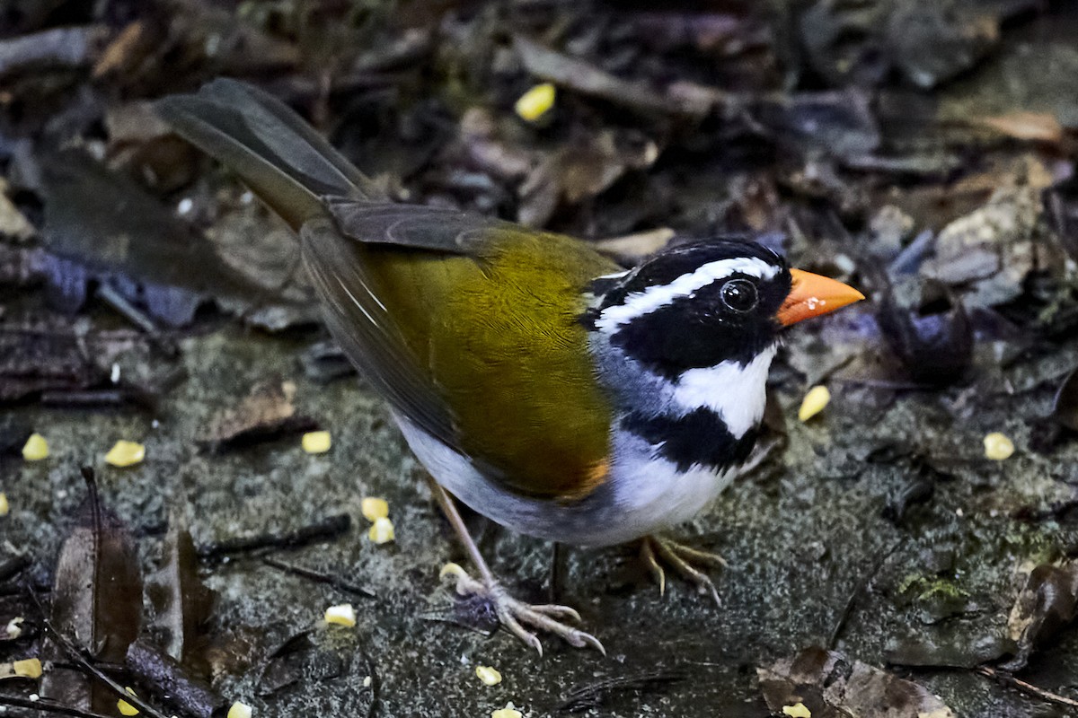 Orange-billed Sparrow - Andrés Gálvez
