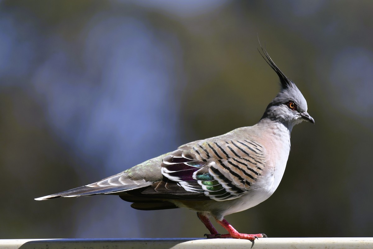 Crested Pigeon - ML611291503