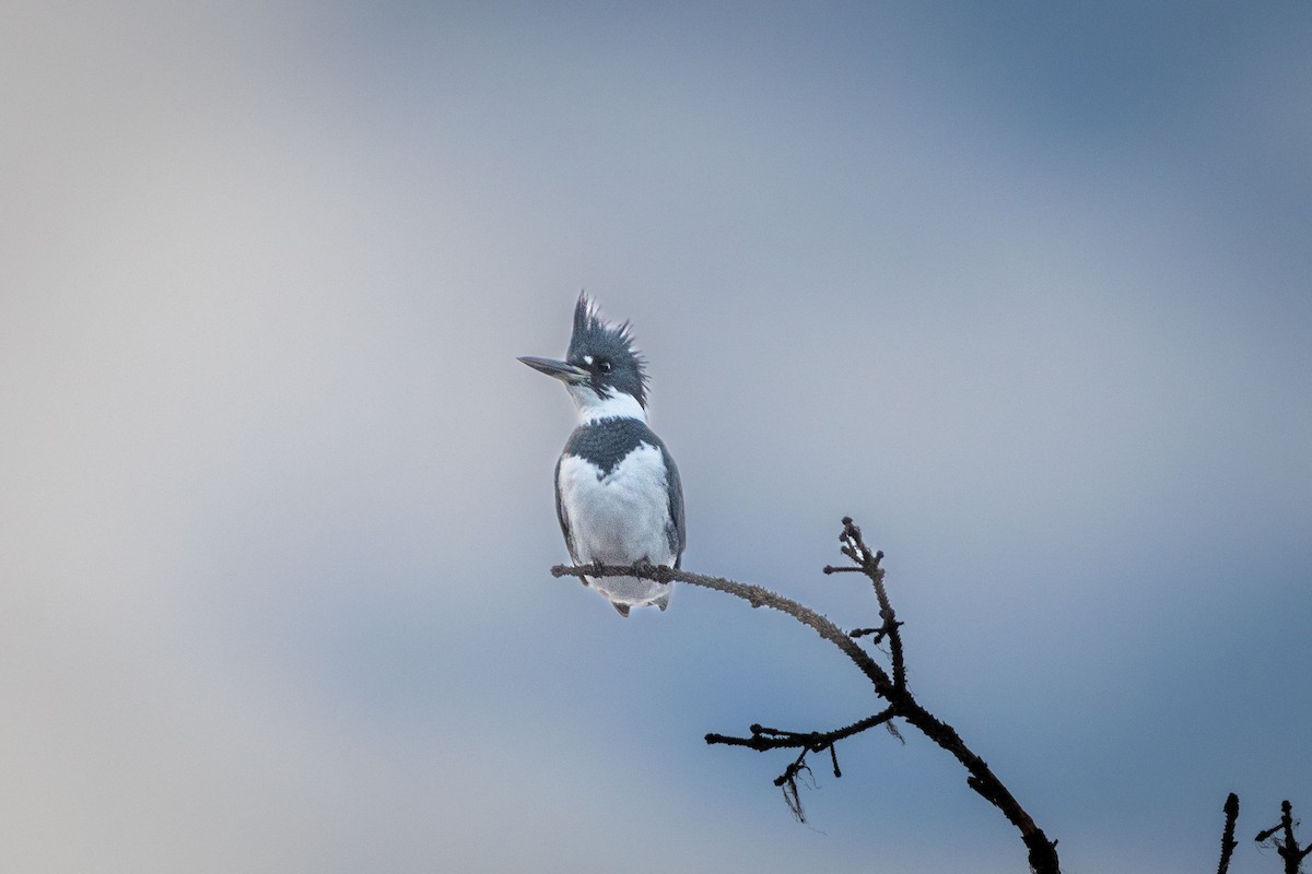 Belted Kingfisher - ML611292152