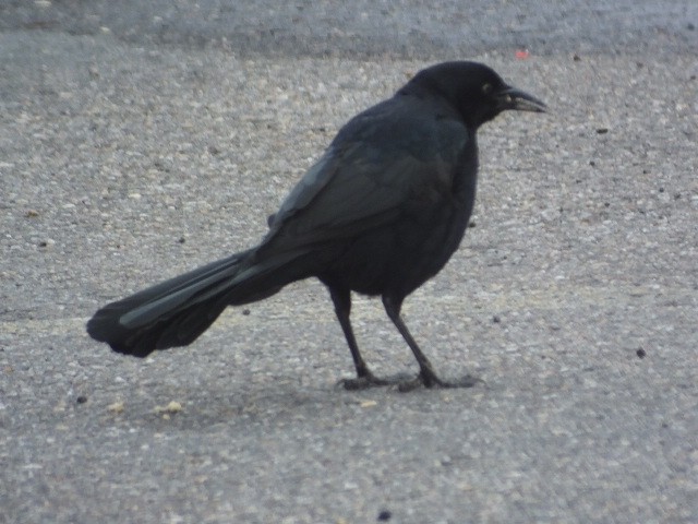 Great-tailed Grackle - ML611292680