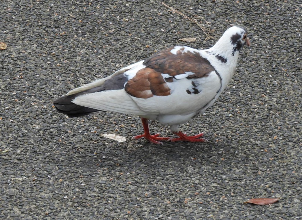 Сизый голубь (Одомашненного типа) - ML611292831