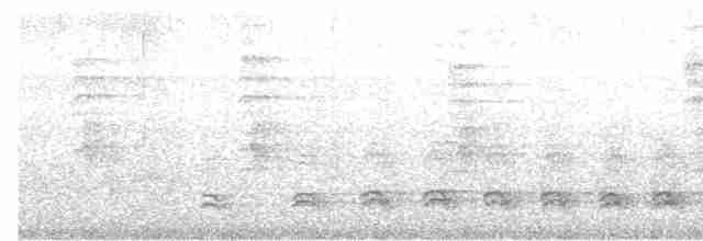Troglodyte à bec fin - ML611292841