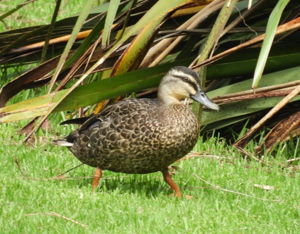 Mallard x Pacific Black Duck (hybrid) - Rowena  West