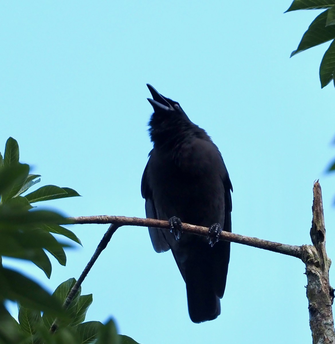 Jamaican Crow - ML611293040