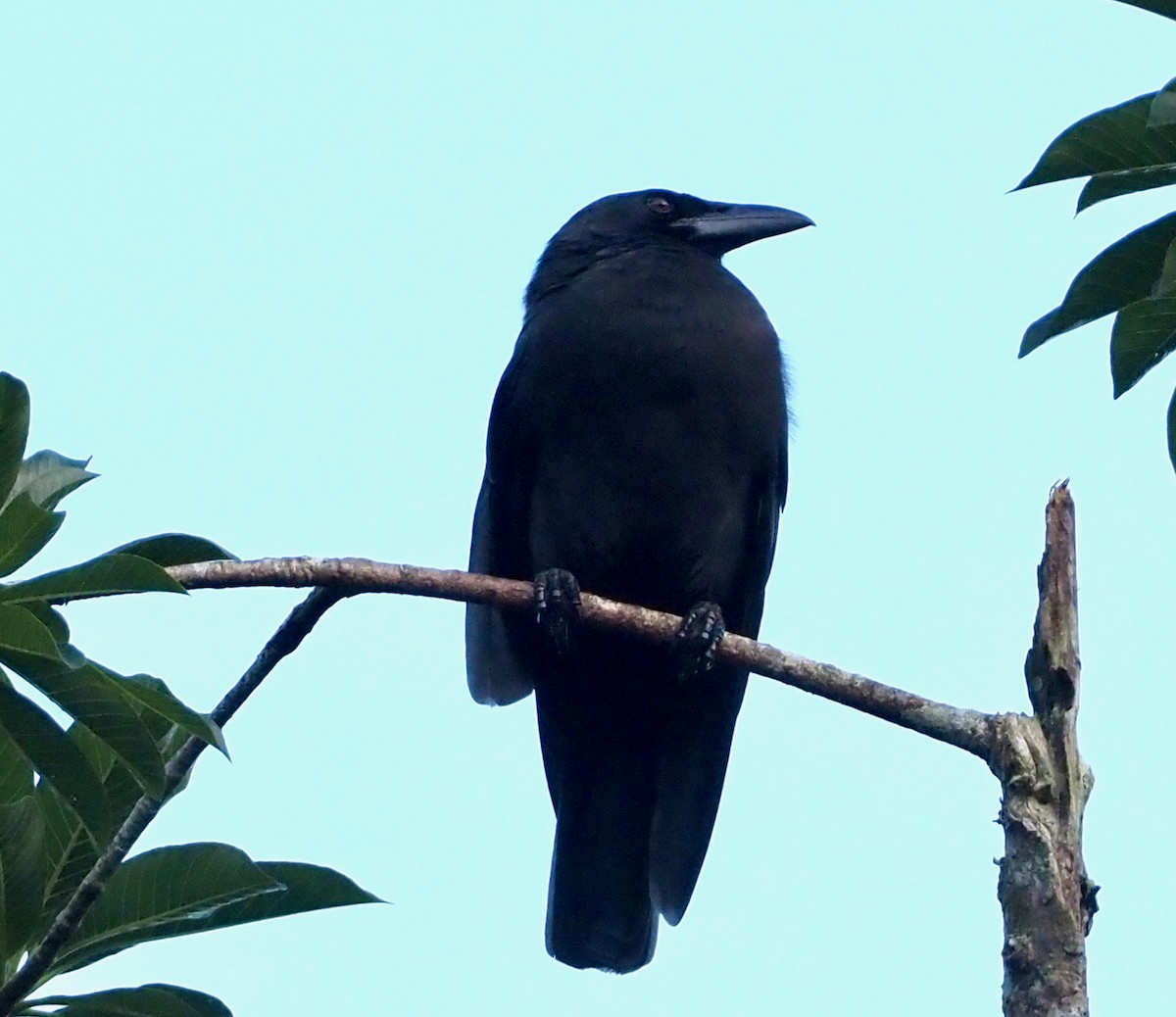 Jamaican Crow - ML611293041