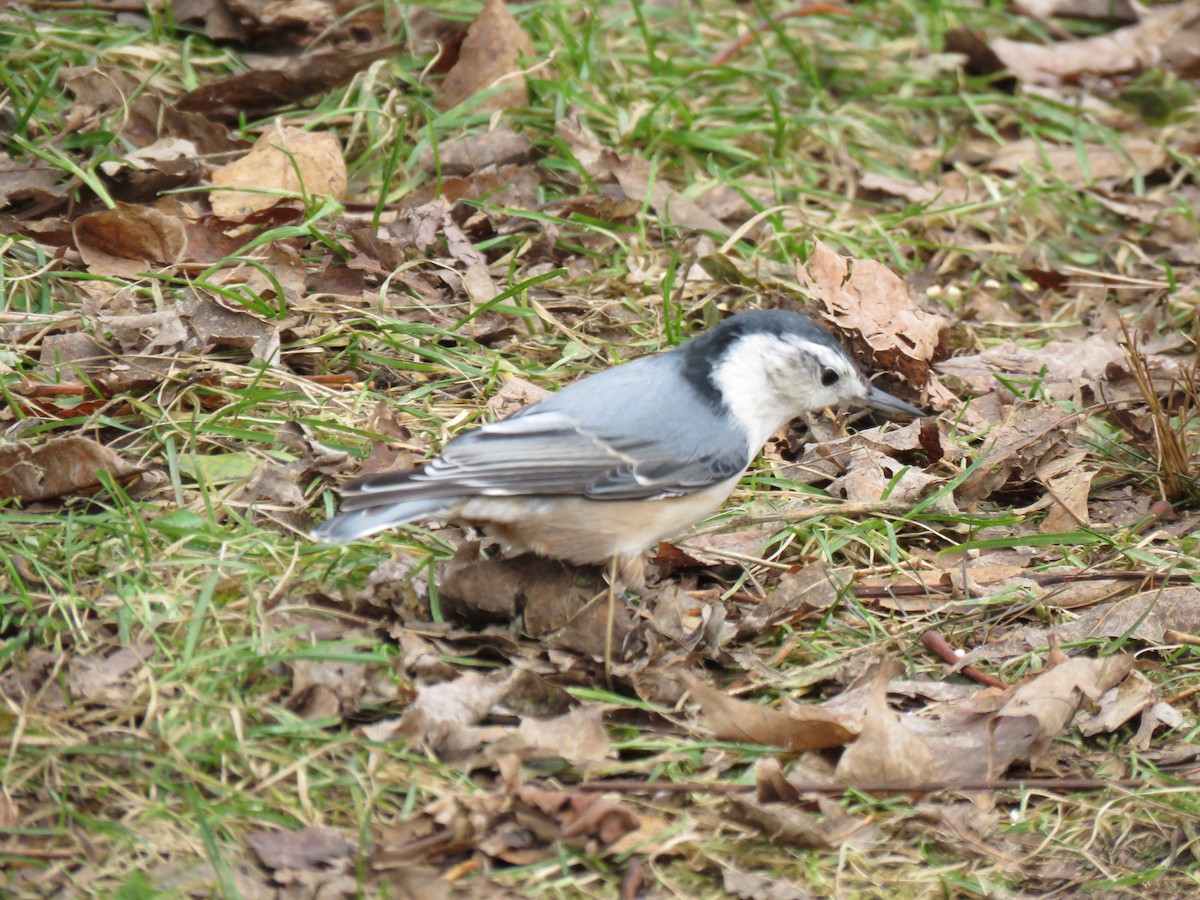 White-breasted Nuthatch - ML611293157