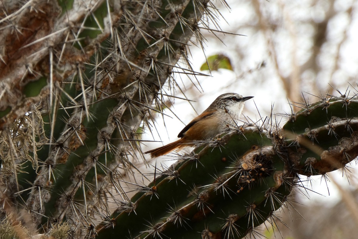 Necklaced Spinetail - ML611293393