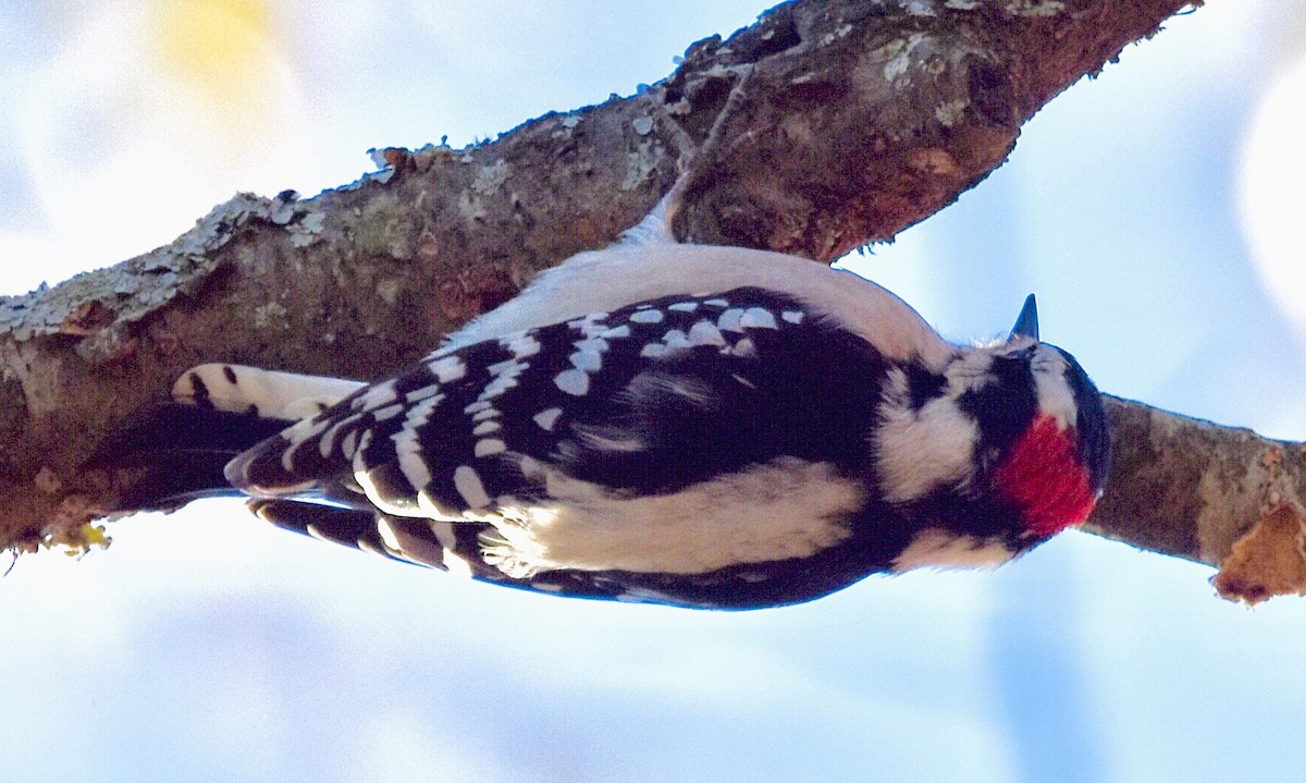 Downy Woodpecker - ML611293460