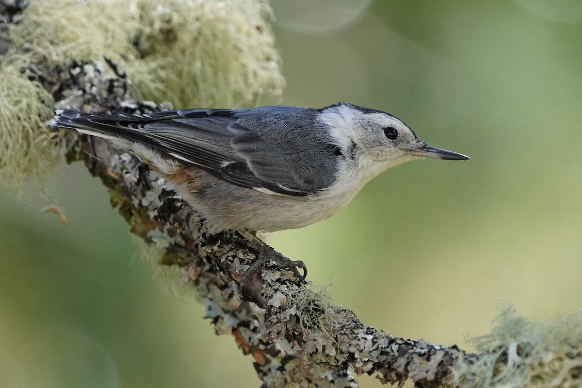 White-breasted Nuthatch - ML611293747
