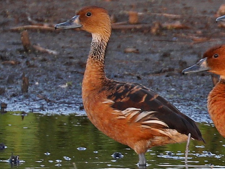 Fulvous Whistling-Duck - ML611293800